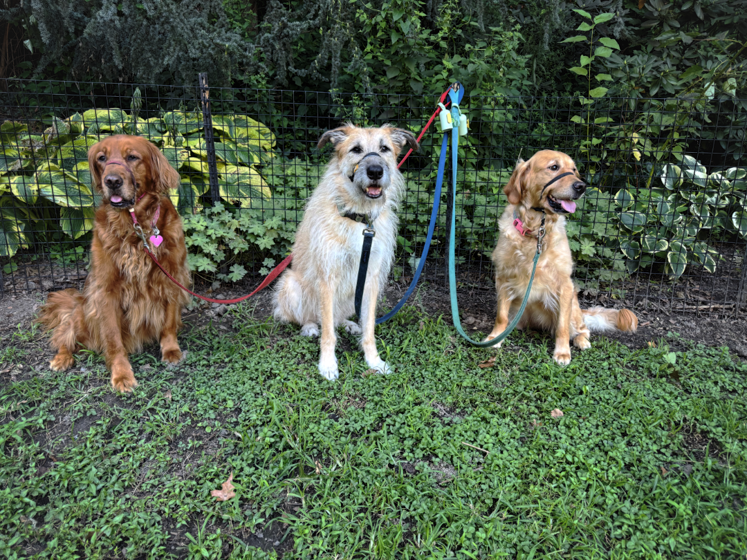 Joel's three dogs on leashes in a garden